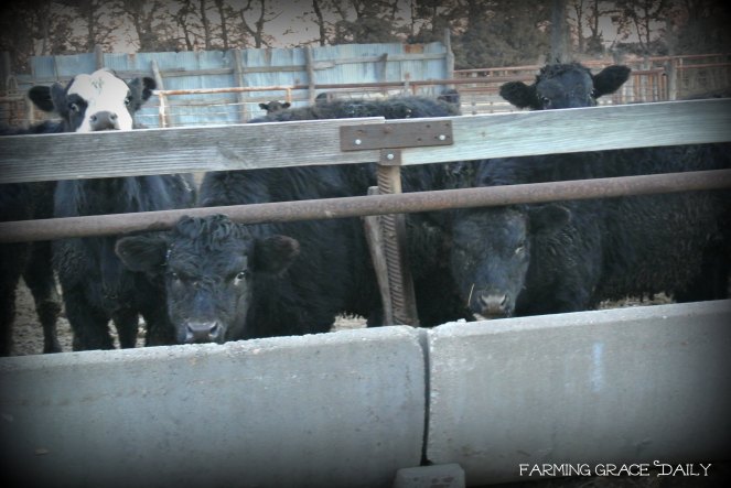 cattle feeding morning farm