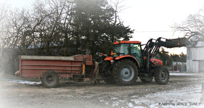 farmer feeding cattle early morn 2016