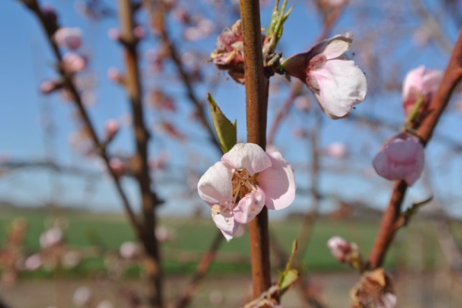 Peach blossom