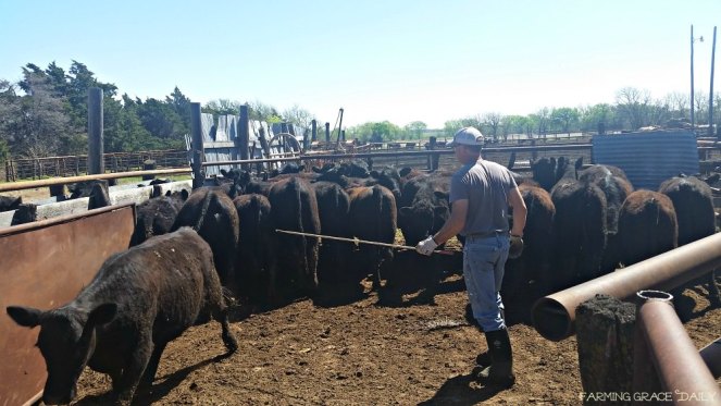 cattle livestock farm