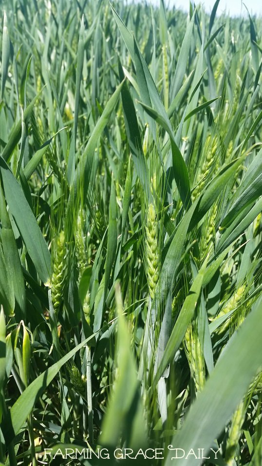 Wheat 2016 irrigated