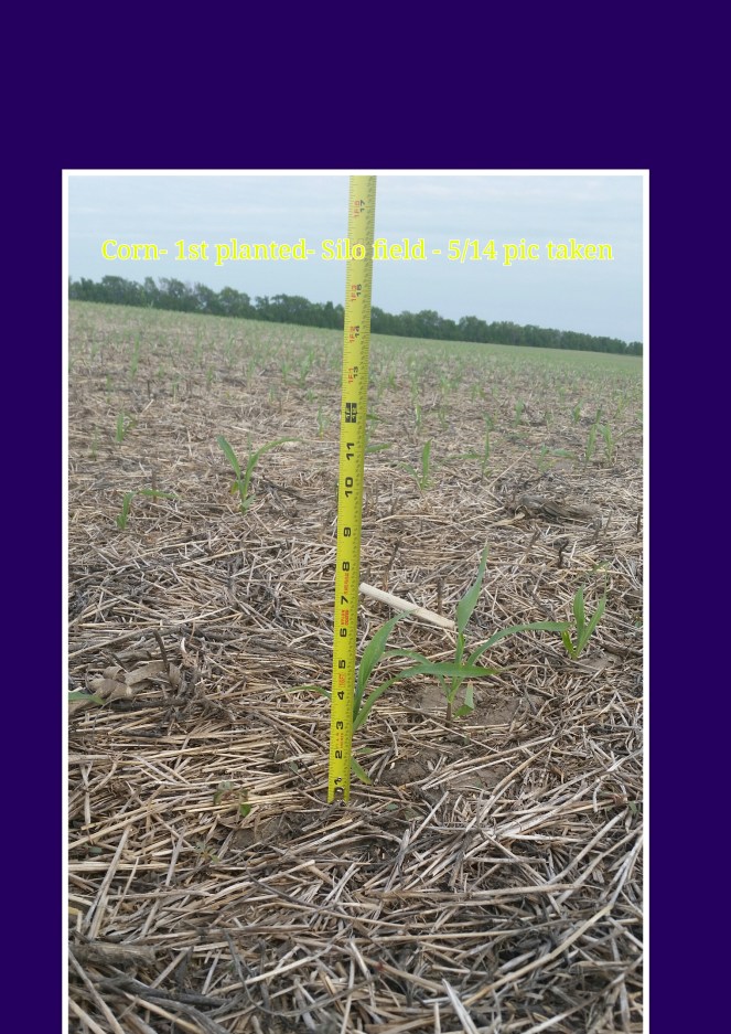 Corn May 14, 2016