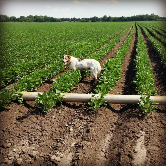 farm dog soybeans