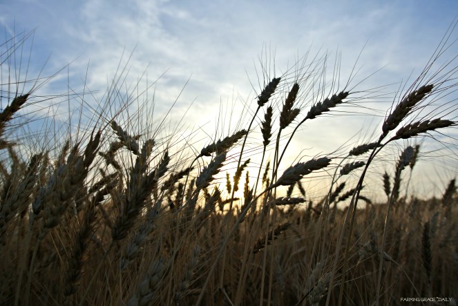 Ks wheat not reduced Arnold