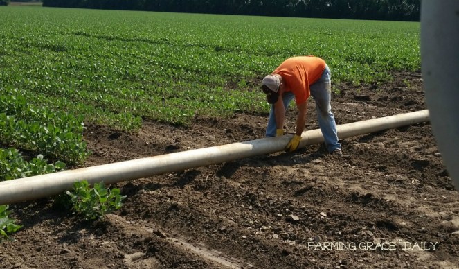 mer soybeans irrigation