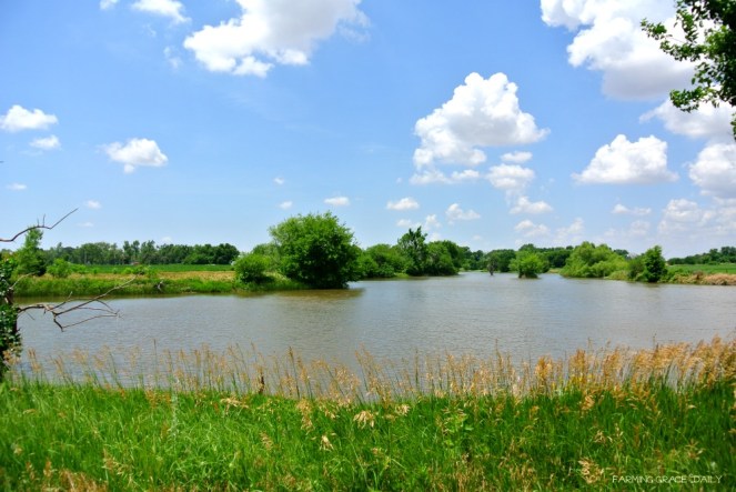 Pasture pond