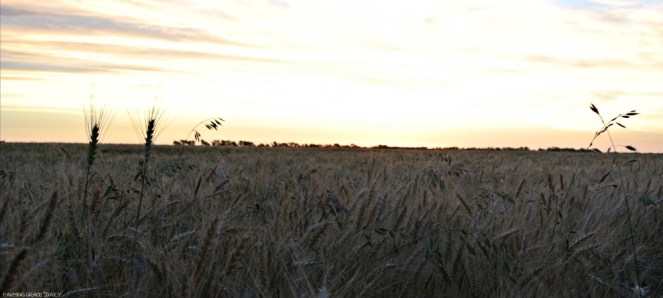 Sunrise June Kansas Farm