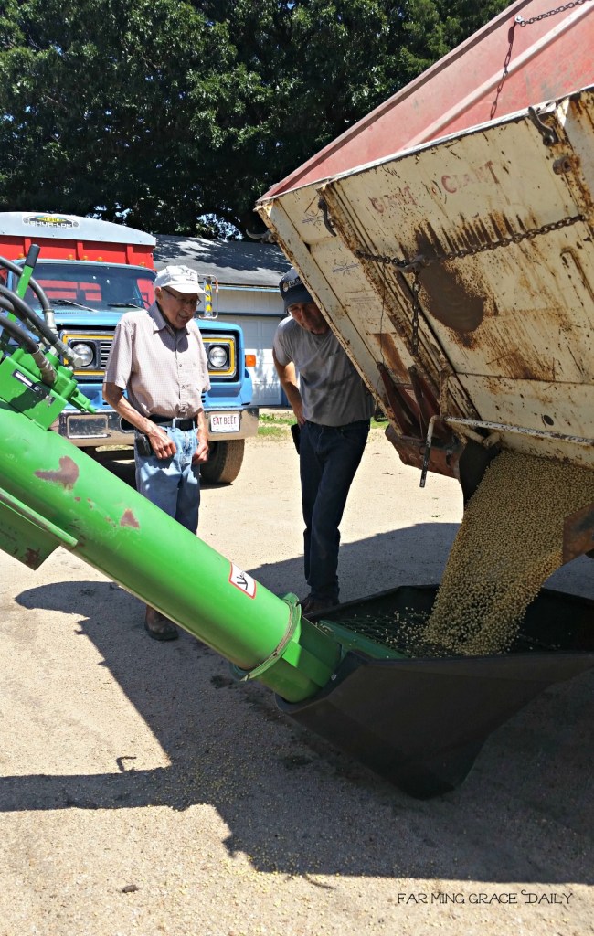Two farmers soybeans