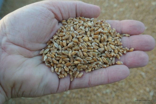 wheat harvested reduced