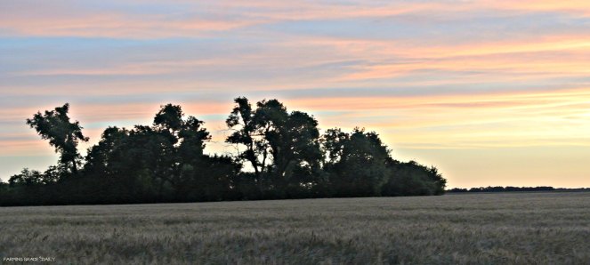 wheat sunrise