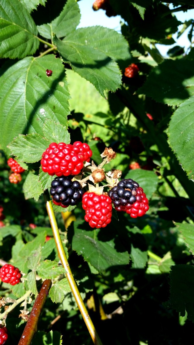 blackberries
