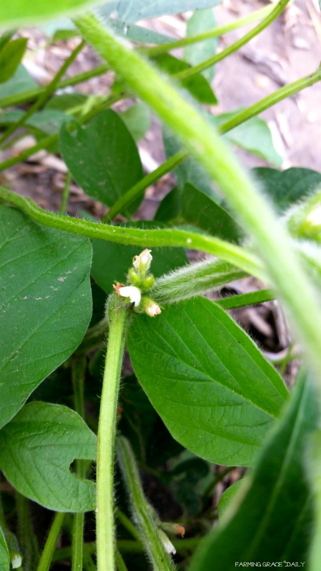 soybean bloom