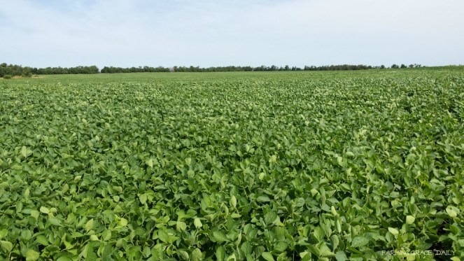 soybeans non irrigated