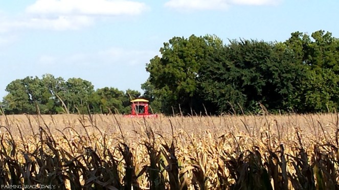 corn-harvest-2016-farver