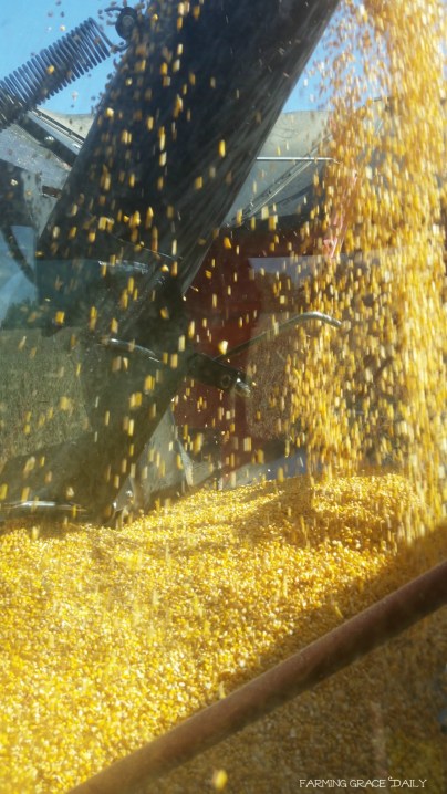 corn-ni-2016-harvest-farming