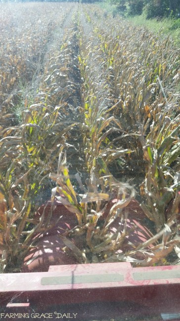 harvesting-corn-in-kansas