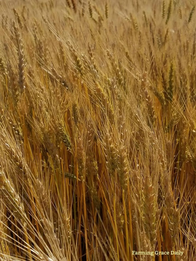 Wheat Farver 2017 June