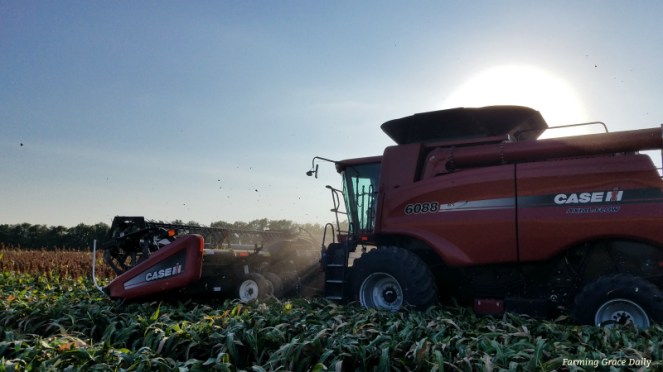 milo harvest 2017 caseih