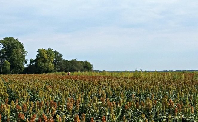 milo weed control 2017