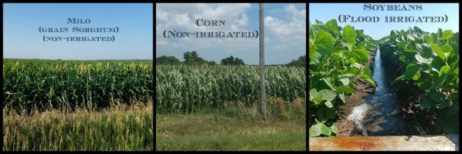 Fall Crops corn milo soybeans