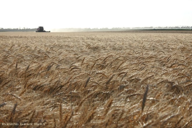 Wheat harvest 2018 Kansas Irrigated