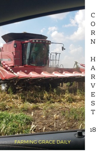 CORN HARVEST18