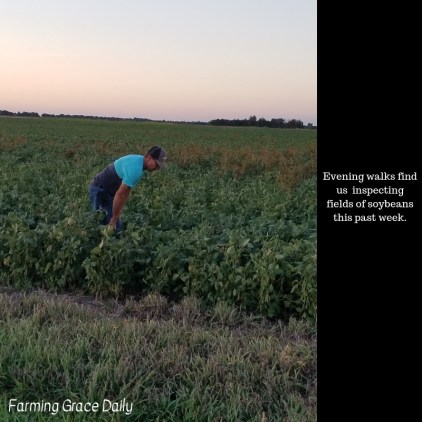 Evening walks find us inspecting fields of soybeans this past week.