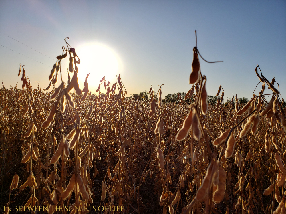 2019 Soybeans harvest time